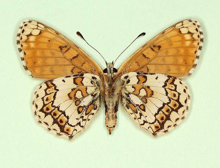 Melitaea cinxia female (aberrant form expuncta, verso) (Internet Image property of respective owner, non-commercial use only)